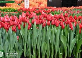 Tulipa Red Baron ® (2)